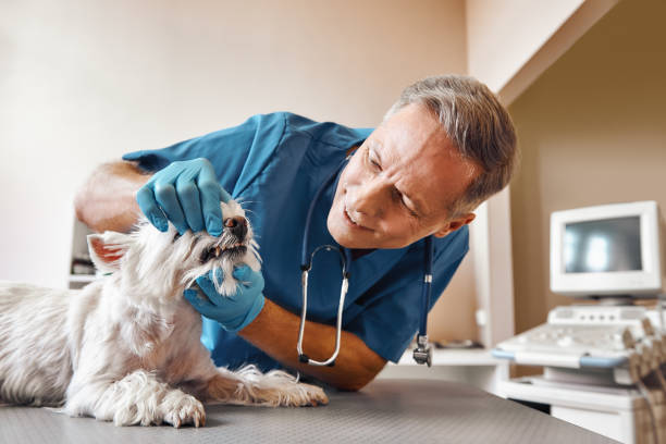 Best Emergency Treatment for Dental Infections or Abscesses in Kingsbury, NV